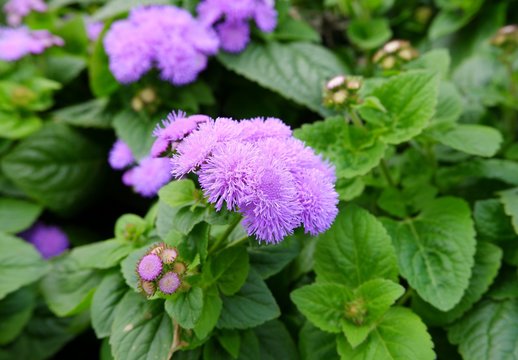 The flowers is commonly known as flossflower, bluemink, blueweed and pussy foot. Ageratum houstonianum is a group of Asteraceae.