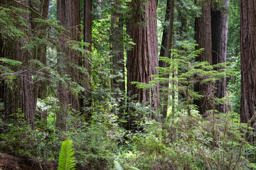 Redwood Forest in Rural Northern California, USA