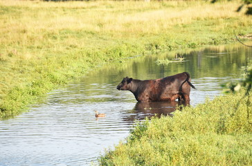 Cow in Creek by Duck