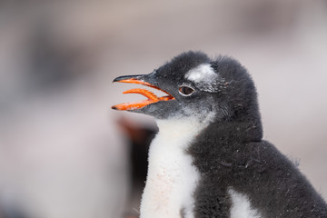 Gentoo Penguin Chick in Antarctica © David Katz