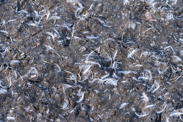 penguin feathers in a pile on the ground with rocks in antarctica