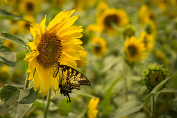 Eastern Swallowtail butterfly on sunflower