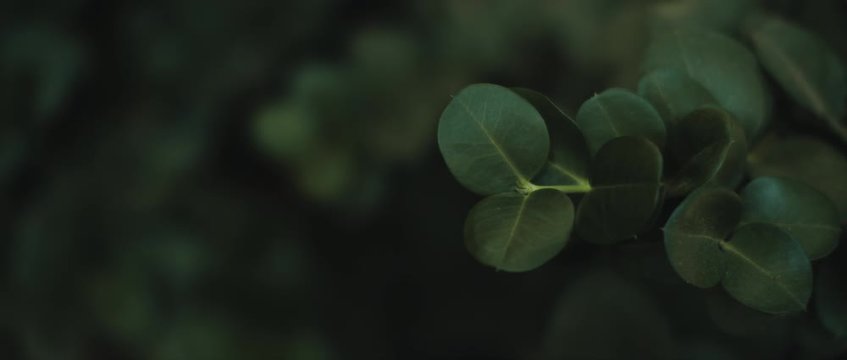 Close up of Carissa macrocarpa plant with deep green leaves. SLOW MOTION, SHALLOW DOF. Nature background, cinematic b-roll. BMPCC 4K