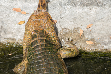 crocodile in the water