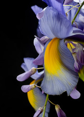 Purple, Yellow and blue Wisteria and Iris blossoms on a black background