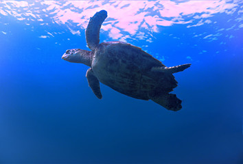Obraz premium Green Turtle