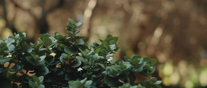 Close up of Carissa macrocarpa plant with deep green leaves. SLOW MOTION, SHALLOW DOF. Nature background, cinematic b-roll. BMPCC 4K
