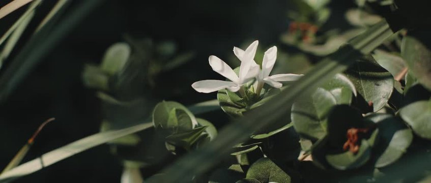 White flower of Carissa macrocarpa plant with deep green leaves, with flecks of sunlight. CLOSE UP, SLOW MOTION, SHALLOW DOF. Nature background, cinematic b-roll. BMPCC 4K