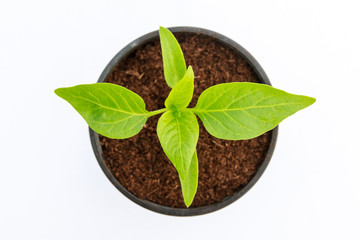 Bell Pepper seedlings in a plastic pot on a white background