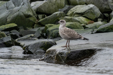 Juvenile Kelp Gull in Antarctica