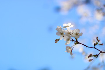 桜 さくら 桜開花 cherryblossom