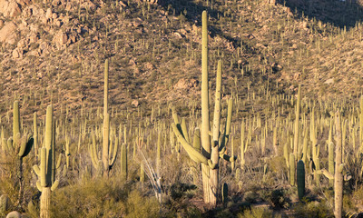 Saguaro Forest in Sonoran Desert - Saguaro National Park, Arizona, USA