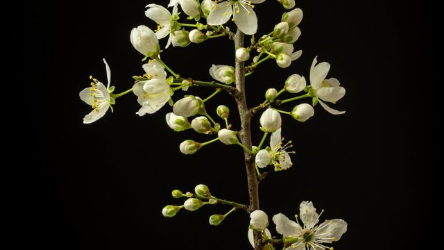 Wild plum flower blossoming against a black background