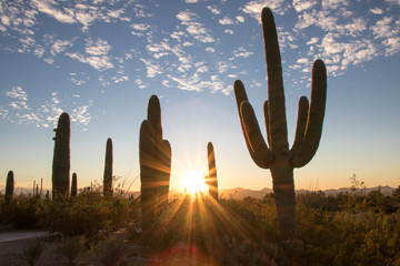 Silhouette of Saguaros at Sunset in Saguaro National Park - Tucson, Arizona, USA