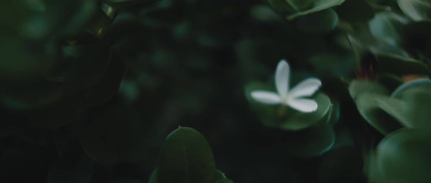 White flower of Carissa macrocarpa plant with deep green leaves. CLOSE UP, SLOW MOTION, SHALLOW DOF. Nature background, cinematic b-roll. BMPCC 4K