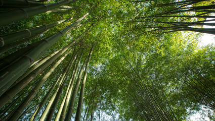bamboo trees in the forest