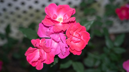 Pink Roses in my Garden