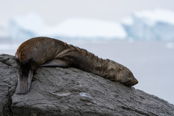 Antarctic Fur Seal resting on a rock in Antarctica