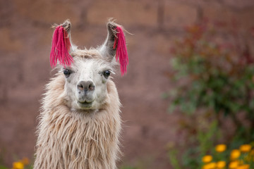 Llama with coloured tassels