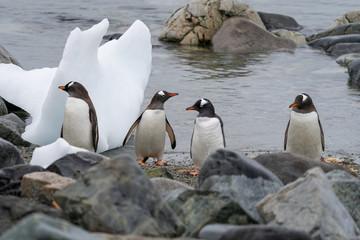 Gentoo Penguin at Ronge Island at George's Point in Antarctica