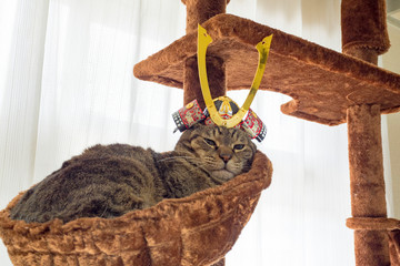 天守閣のサムライ猫