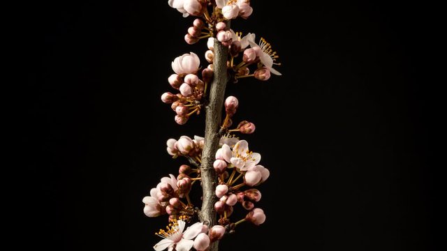 Wild plum flower blossoming against a black background