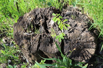 Sprouted despite the difficulties. A wild rose grew on a stump.