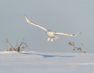 Female Snowy Owl Taking Off From  Snow Field in Winter