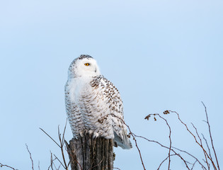 Female Snowy Owl Sitting on Fence Post in Winter