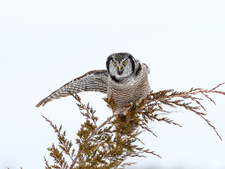 Northern Hawk Owl with Open Wing Perched at the Top of Evergreen tree in Winter