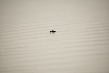 beetle in the sand