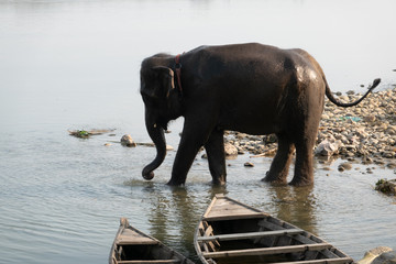 Obraz premium An Elephant Cooling off in the River