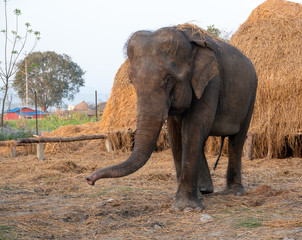Domesticated Elephants in Nepal