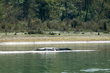 Naklejka na ściany i meble Gharial Crocodile on a Sandbar in a River
