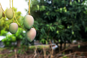 Green mango fruit on the tree,Fresh fruit in garden