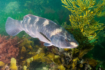 Purple wrasse, Notolabrus fucicola