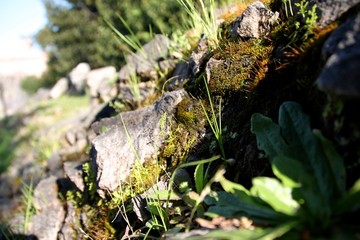 moss rocks background