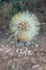 The Hairy Cats Ear or Flatweed Seed Head