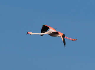  Flamencos en el Delta del Ebro