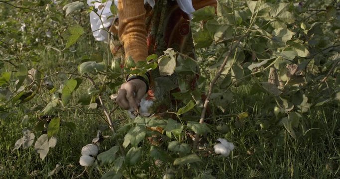 Women worker bending down picks organic cotton by hand in the early morning sun. Slo-motion harvesting of crop. Shot 10bit Pro Res. Lens Canon Cine Prime 35mm