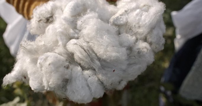 Precio de algodón subiría sin importación