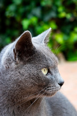 Chat gris de profil © MAD