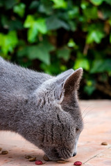 Obraz premium Chat gris mange des croquettes