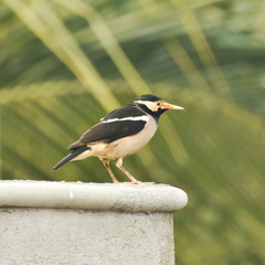 A beautiful black and white pied starling