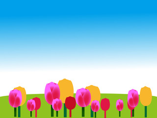 午前中のチューリップ