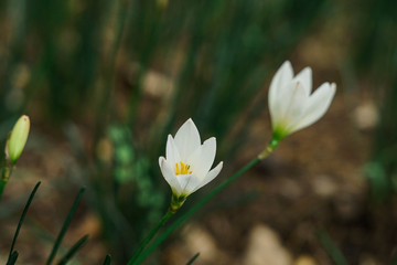 close up white flower blooming in spring