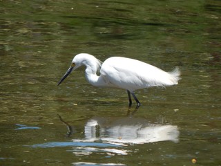 Heron Searching for Food