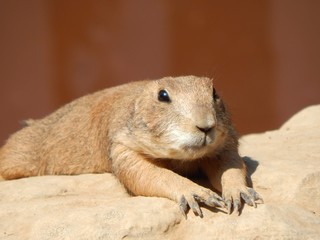 Prairie Dog Sunbathing on a Rock