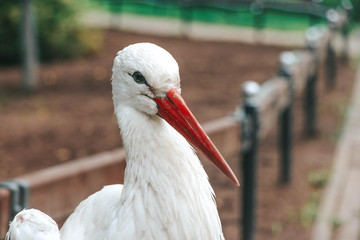 stork