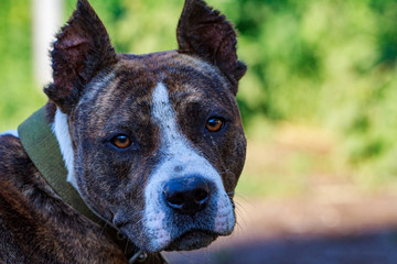 black dog's mouth close-up